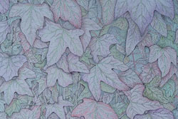 Autumn Leaves Study 2. Yorkshire Aboretum by Carolyn Smith