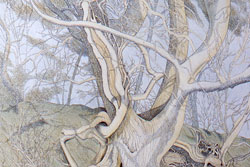 Tree with Roots. Lastingham by Carolyn Smith