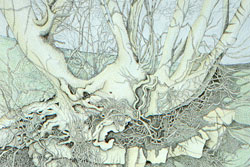 Tree Roots Study 2. Boltby by Carolyn Smith