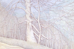 Tree. Ampleforth Woods by Carolyn Smith
