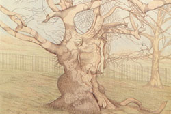 Ancient Tree Study 2. Duncombe Park by Carolyn Smith